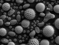 250px-Misc_pollen